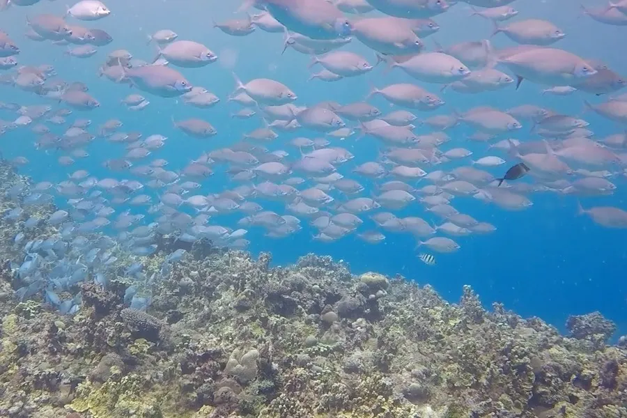 A school of fish over a healthy reef